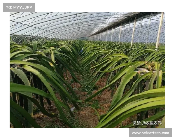 高地红石榴成功种植的六大关键因素助力丰收秘诀解析 高地红石榴成功种植的六大关键因素助力丰收秘诀解析